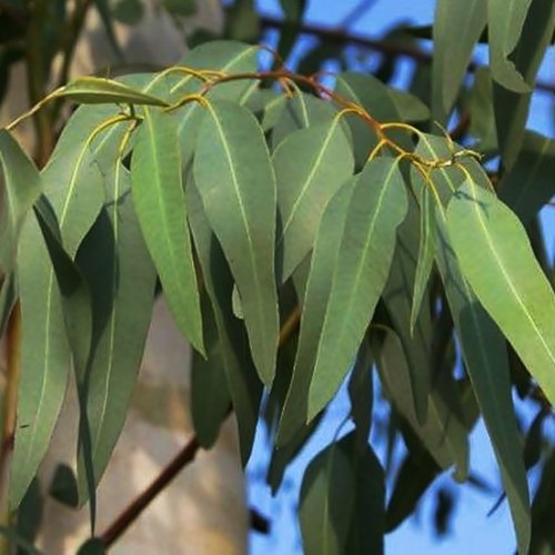Eukalyptus – Bioaroma Crete