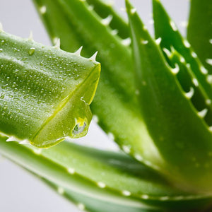 Aloe