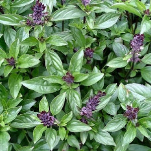 Basil essential oil