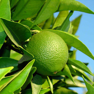 Bergamot essential oil