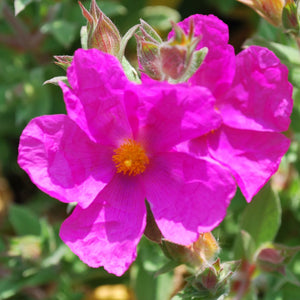 Labdanum (Cistus Resin)