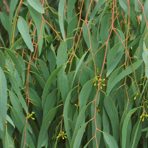 Eucalyptus essential oil