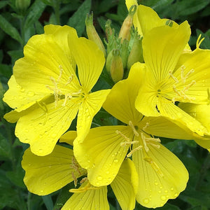 Evening primrose oil
