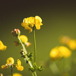 Fenugreek essential oil