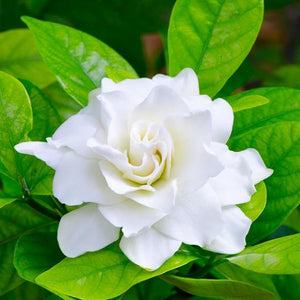 Gardenia essential oil
