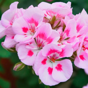 Geranium essential oil
