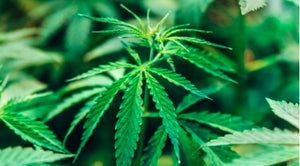 Hemp oil