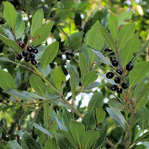 Laurel oil