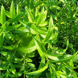 Verbena lemon