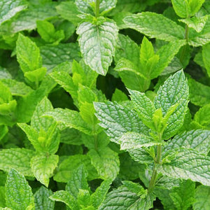 Mint essential oil