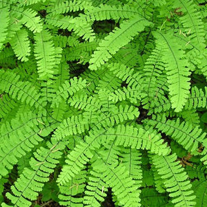Adiantum