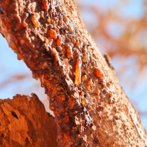 Myrrh essential oil