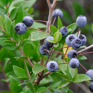 Myrtle extract