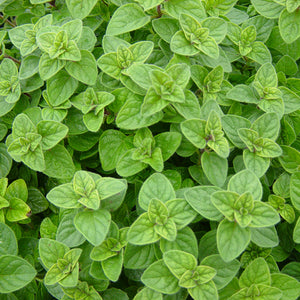 Oregano essential oil