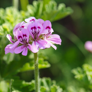 Pelargonium (Abaroriza)