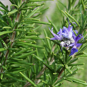 Rosemary essential oil
