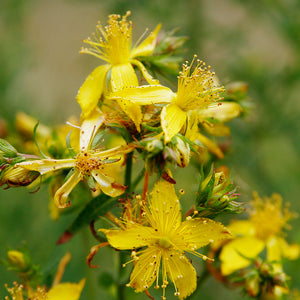 Hypericum (Johanniskraut) Öl