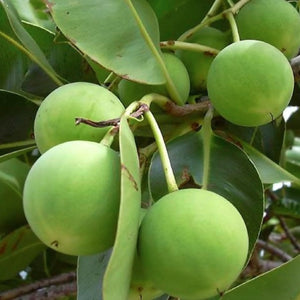 Tamanu oil