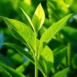 Tea Tree essential oil