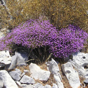 Thyme essential oil