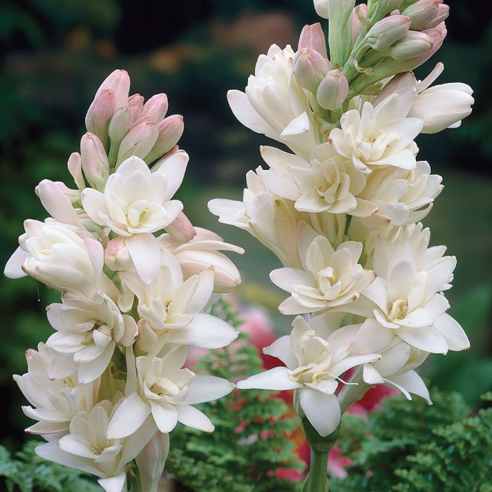 Tuberose
