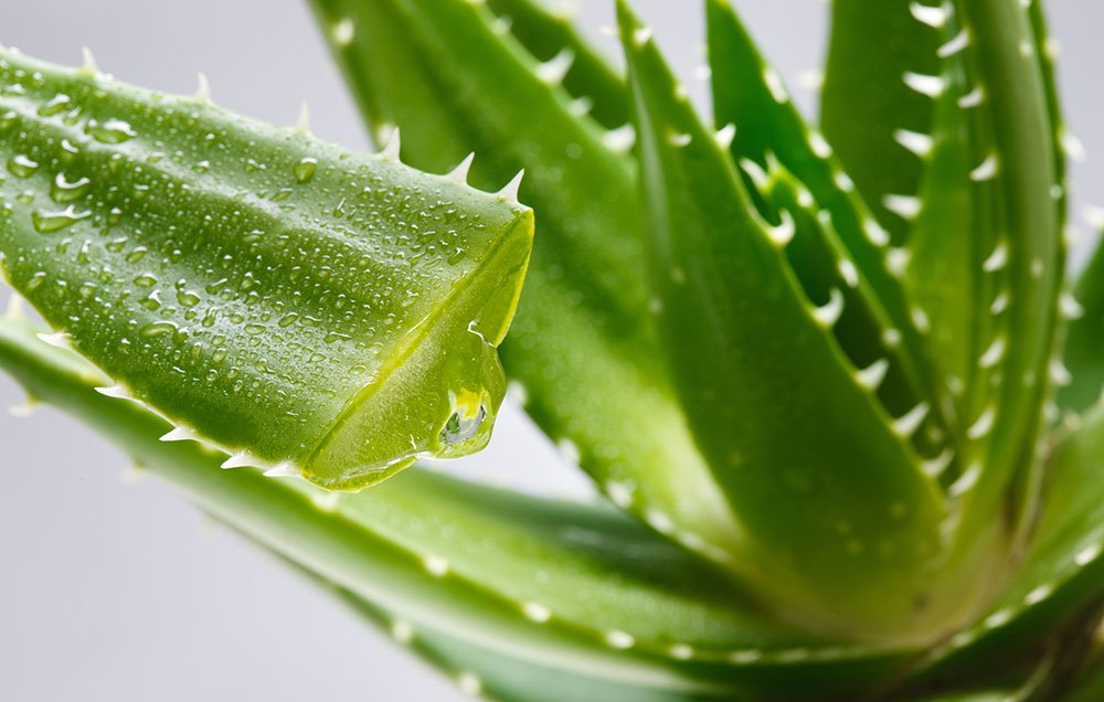 Aloe
