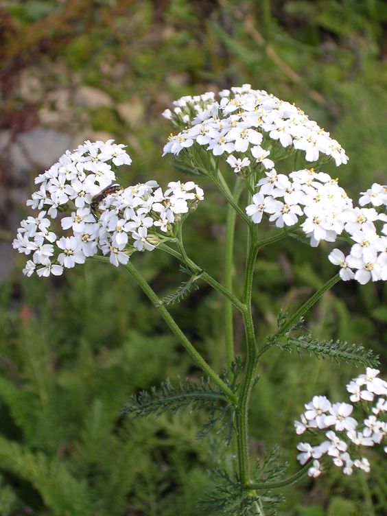 Achillea