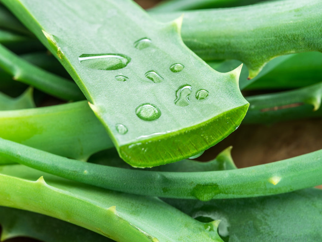 Aloe