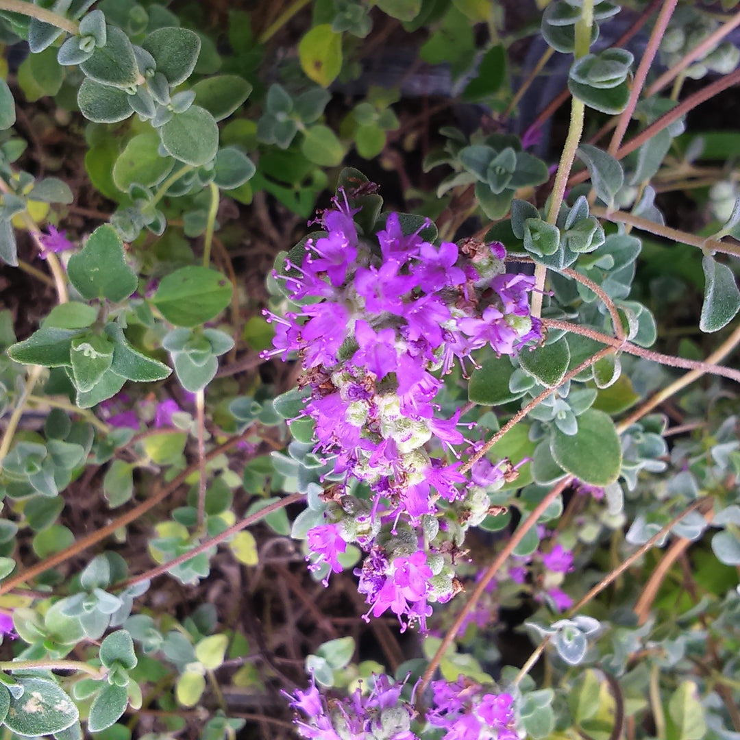 Antonaida (Cretan marjoram)