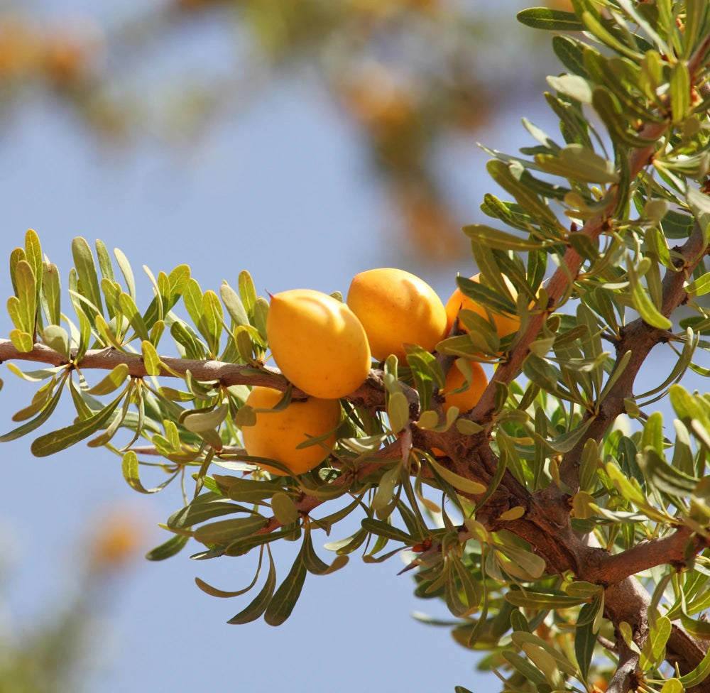 Argan