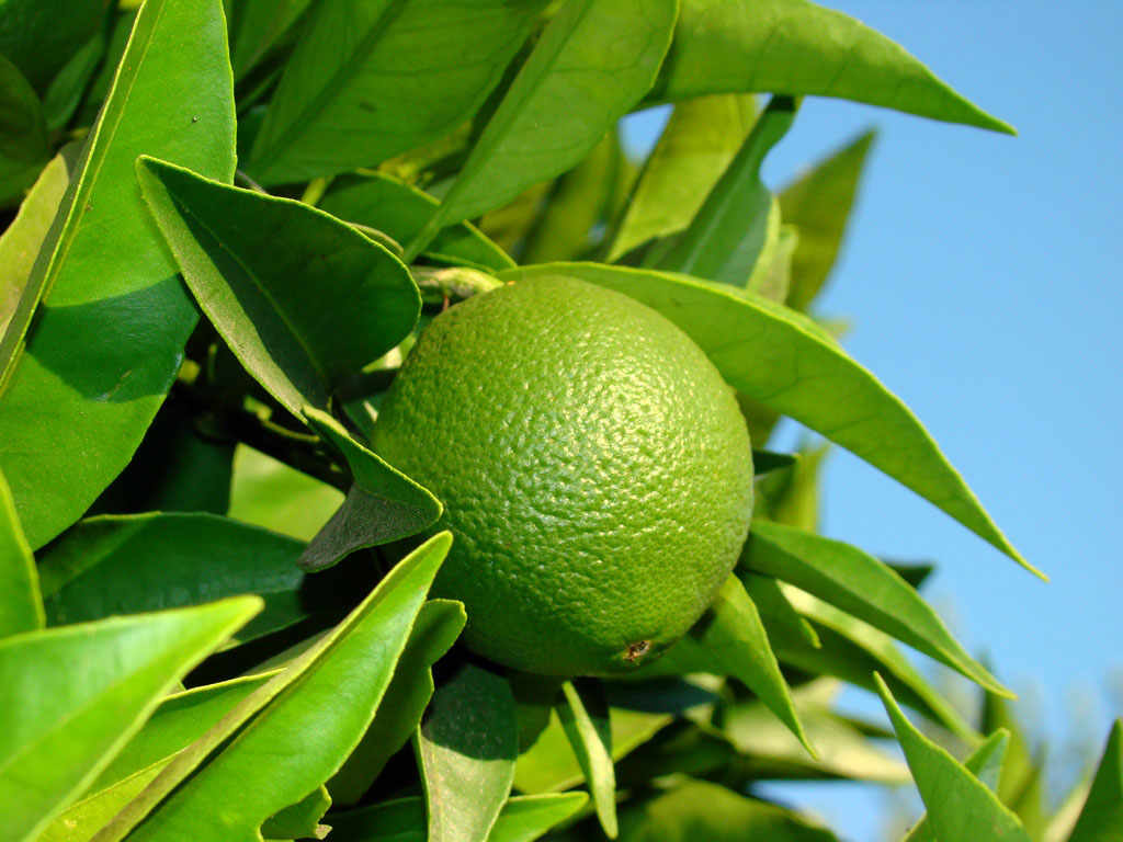 Bergamot essential oil