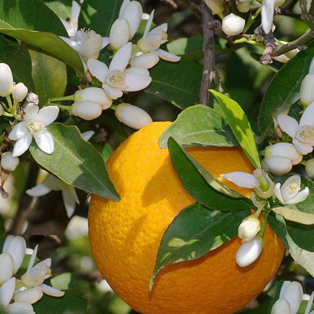 Bitter Orange essential oil