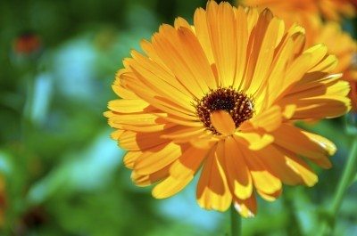 Calendula extract
