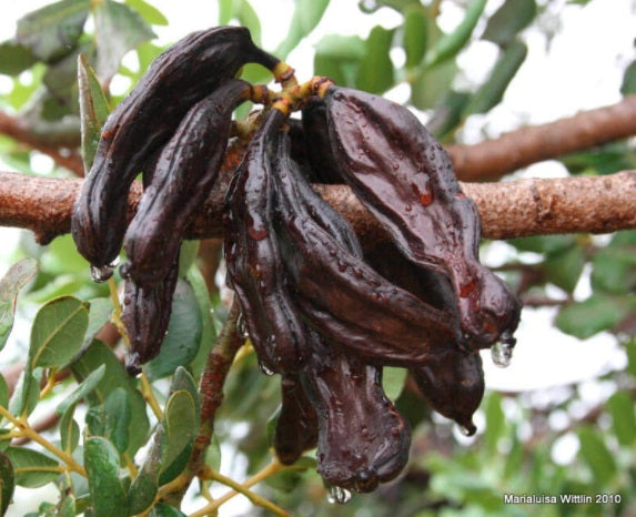 Carob extract