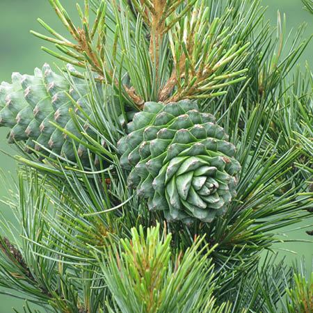 Cedar essential oil