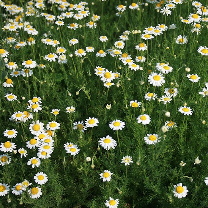 Chamomile essential oil
