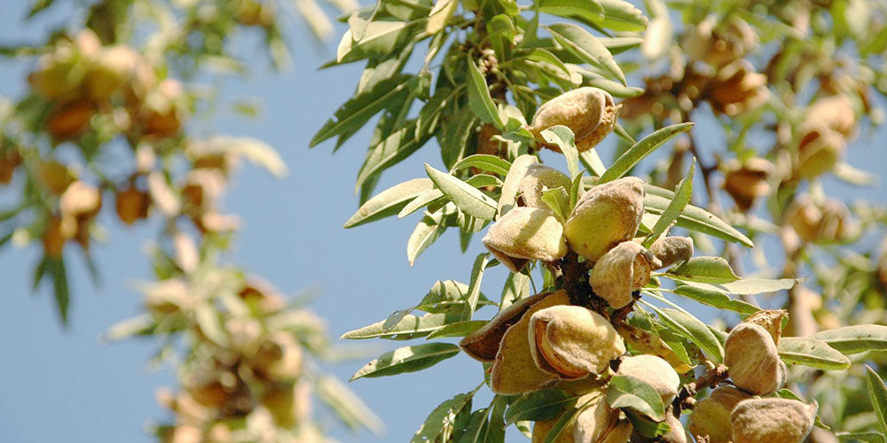 Cold pressed almond oil