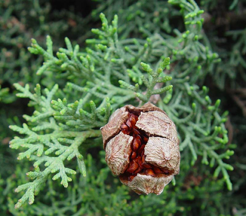 Cypress essential oil