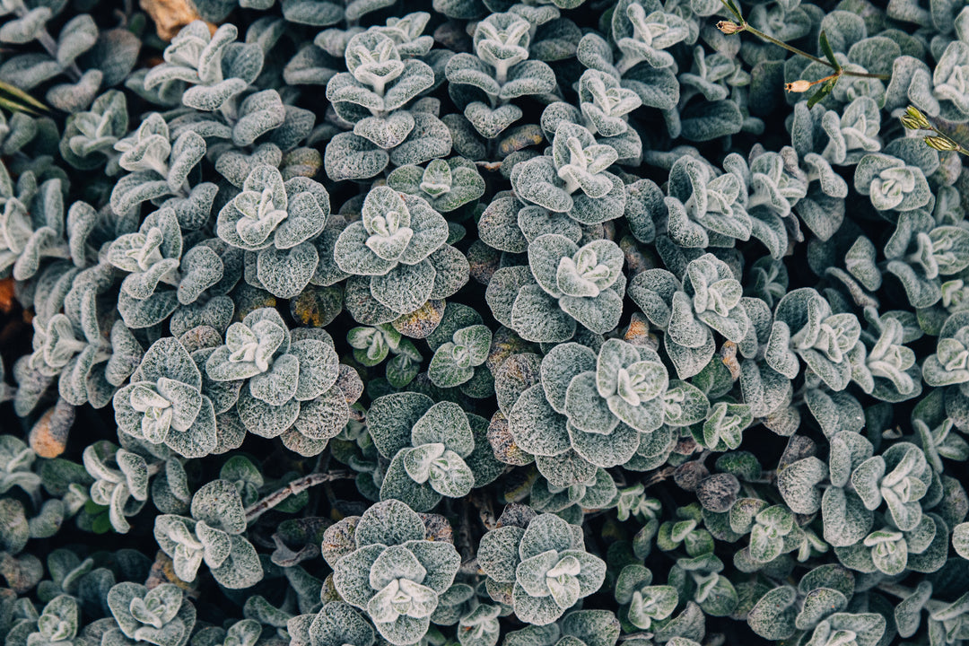 Dittany essential oil & extract