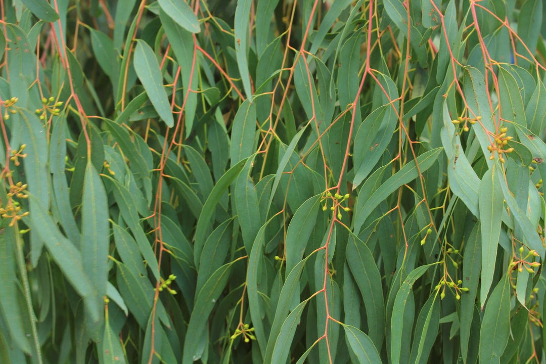 Eucalyptus essential oil