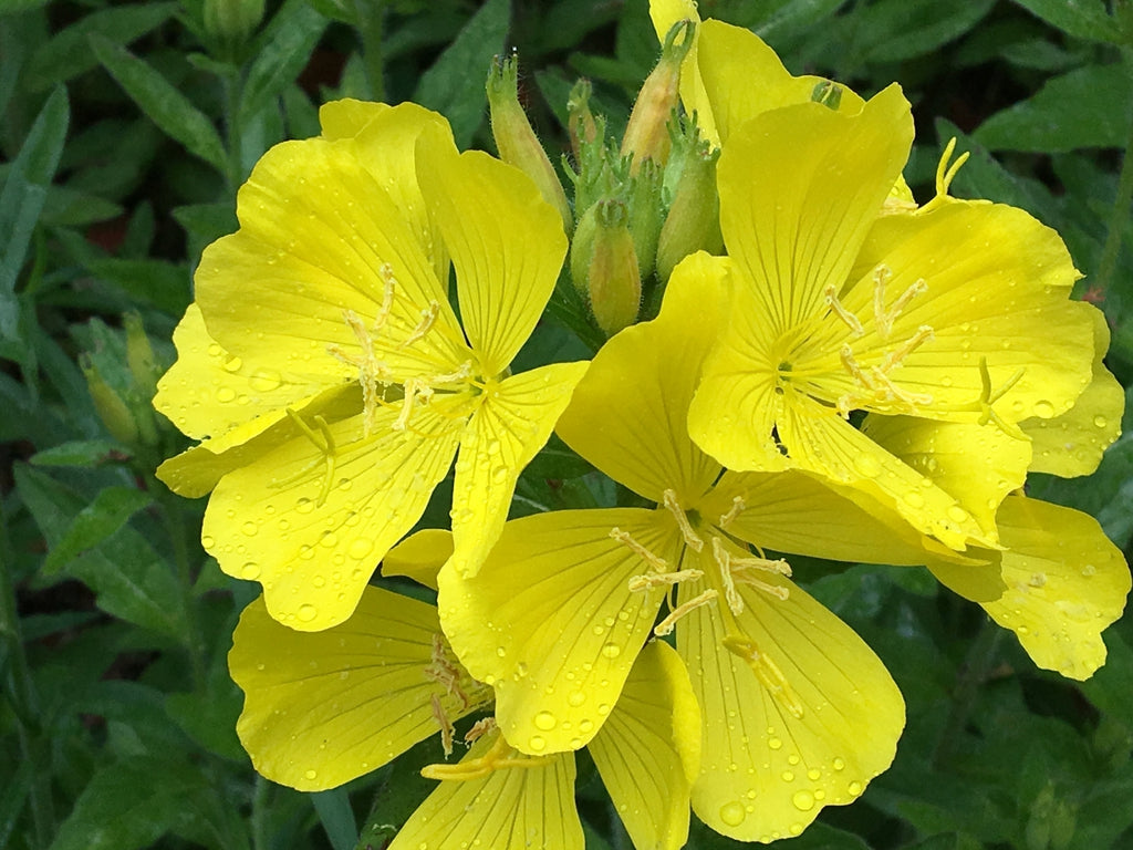 Evening primrose oil
