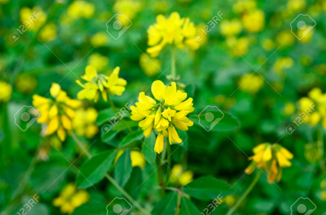 Fenugreek essential oil