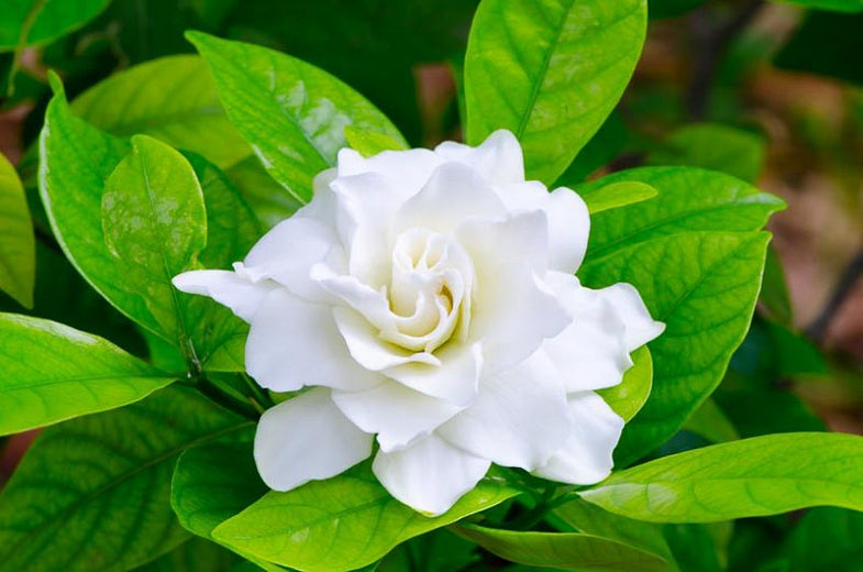 Gardenie