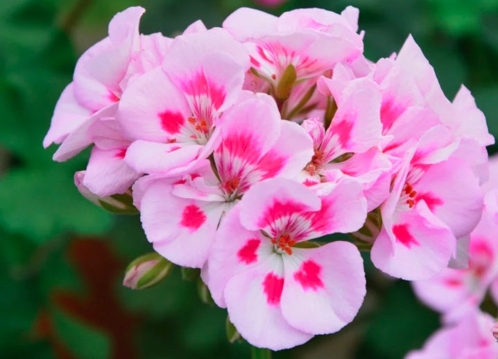 Geranium essential oil