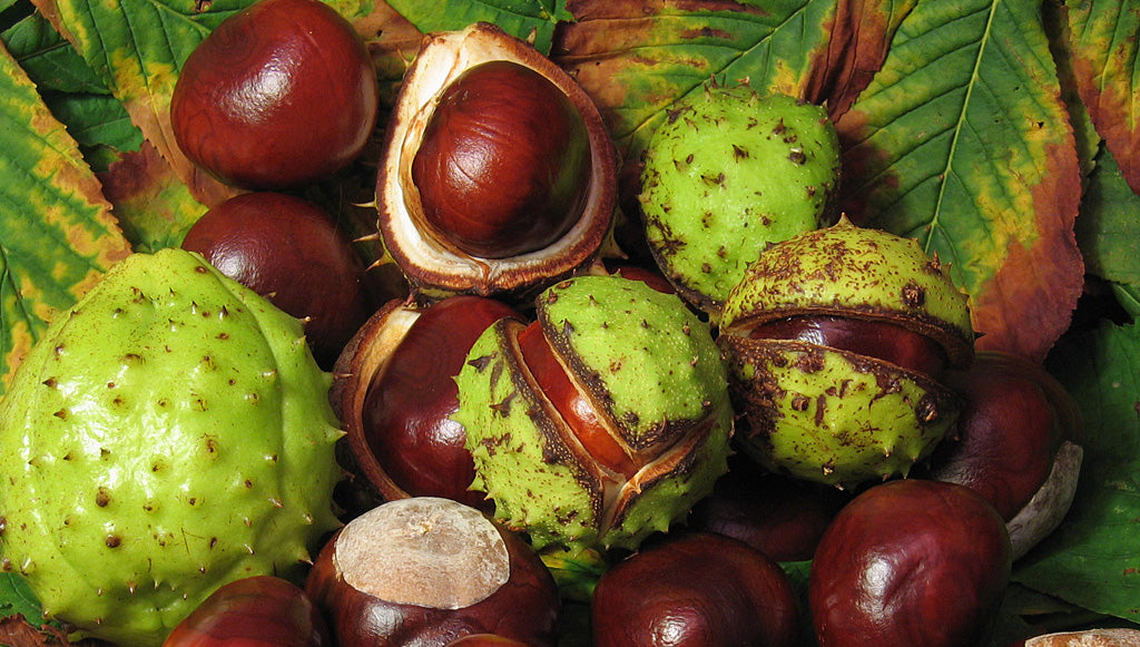 Horse chestnut