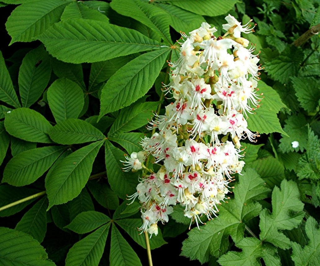 Horse chestnut oil 