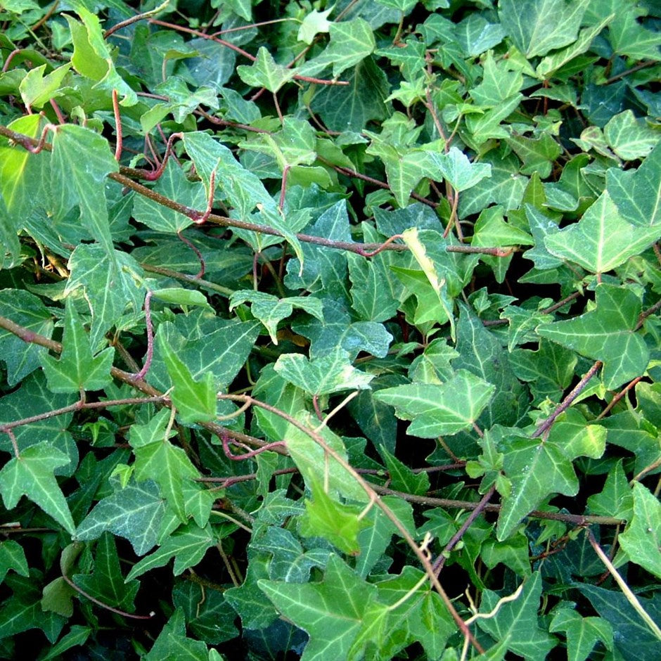 Ivy oil