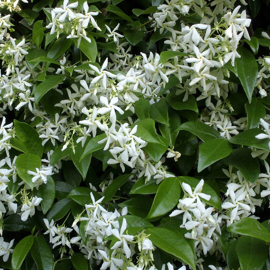 Jasmine essential oil