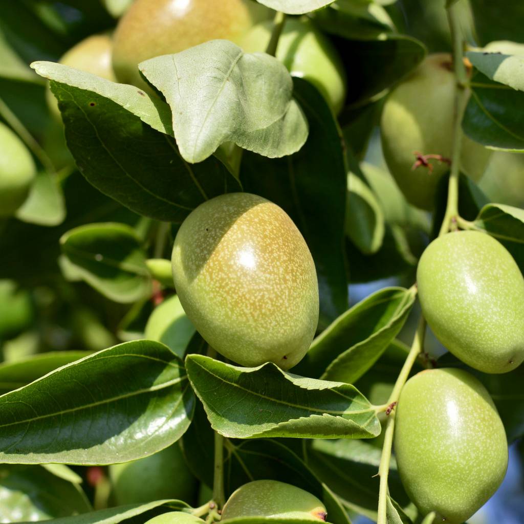 Jojoba oil