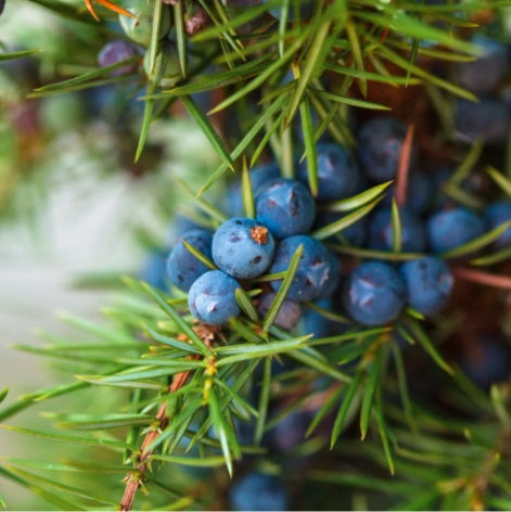 Juniper
